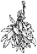 Misteln
